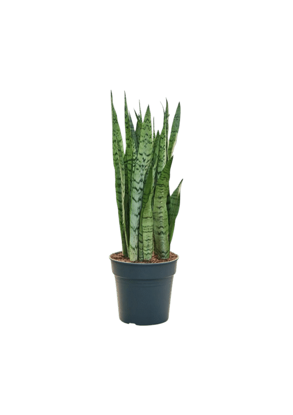 Sansevieria Silver Mist