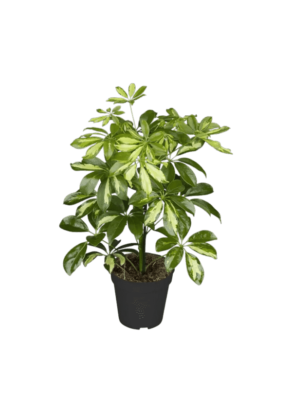Schefflera