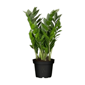 Zamia Culca