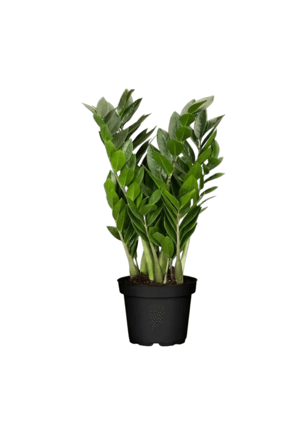 Zamia Culca