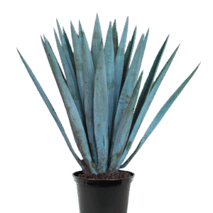Agave Azul