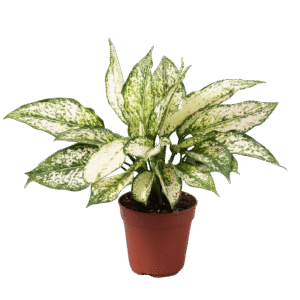 Aglaonema First Diamond
