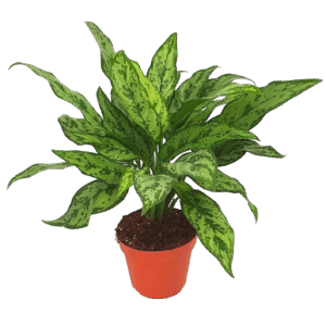 Aglaonema Romeo