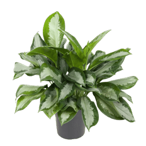 Aglaonema Silver Moon