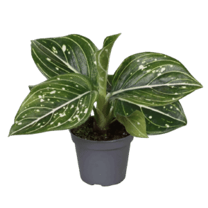 Aglaonema Toms Pride