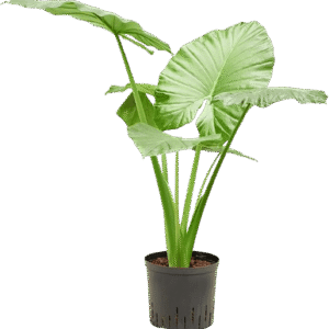 Alocasia