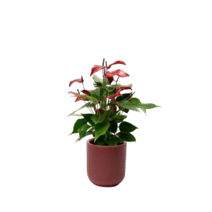Arreglo de Anturio Rojo