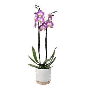 Arreglo de Orquideas Phalaenopsis