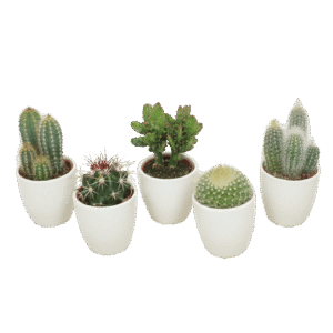 Cactus / Succulents MIX