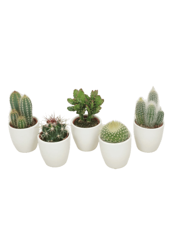Cactus / Succulents MIX