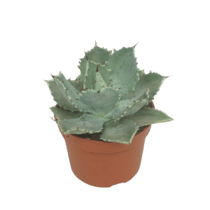 Agave Potatorum