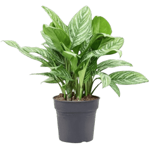 Aglaonema Stripes