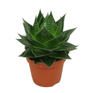 Aloe ‘Cosmo'