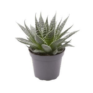 Aloe Aristata