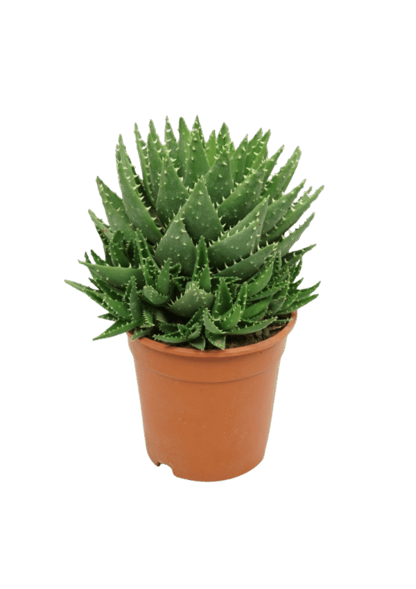 Aloe Mitriformis