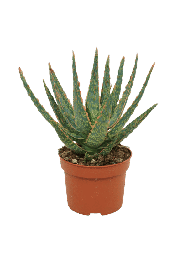 Aloe Zebrina 'Dannyz'