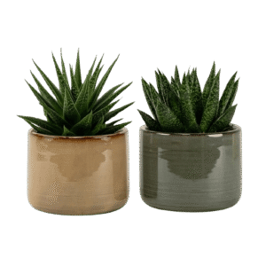 Arreglo de Aloe