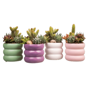 Arreglo de Cactus