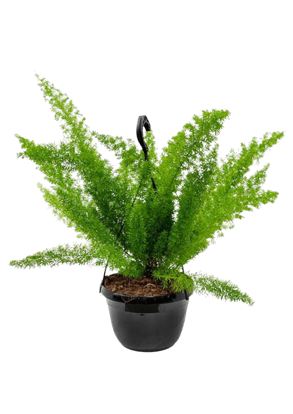 Asparagus Densiflorus 'Myersii'