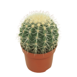 Echinocactus Grusonii (ASIENTO DE SUEGRA)