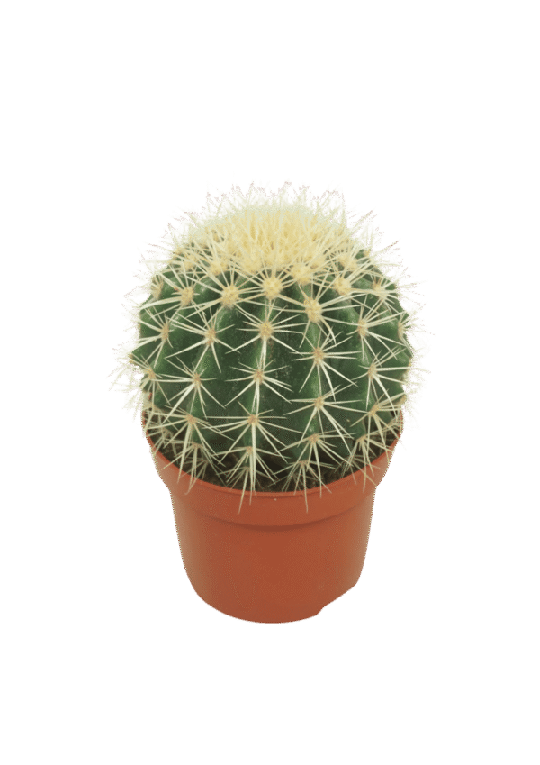 Echinocactus Grusonii (ASIENTO DE SUEGRA)