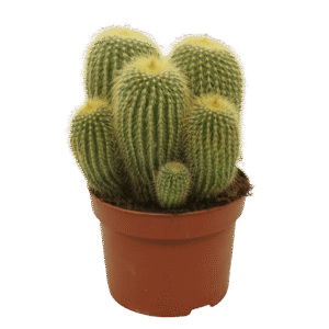 Cactus de Oro