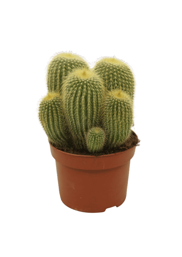 Cactus de Oro