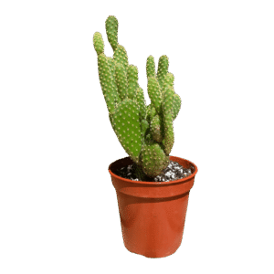 Cactus Oreja de Conejo