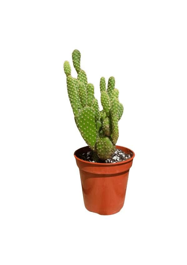 Cactus Oreja de Conejo
