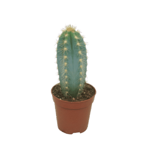 Pilosocereus Pachycla