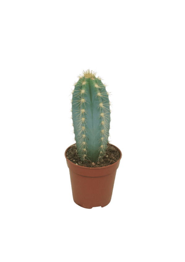 Pilosocereus Pachycla