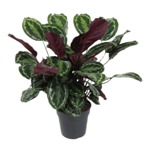 Calathea Medallion