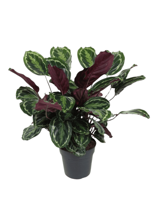 Calathea Medallion