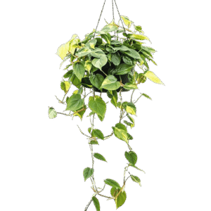 Canasta de Pothos Brasil