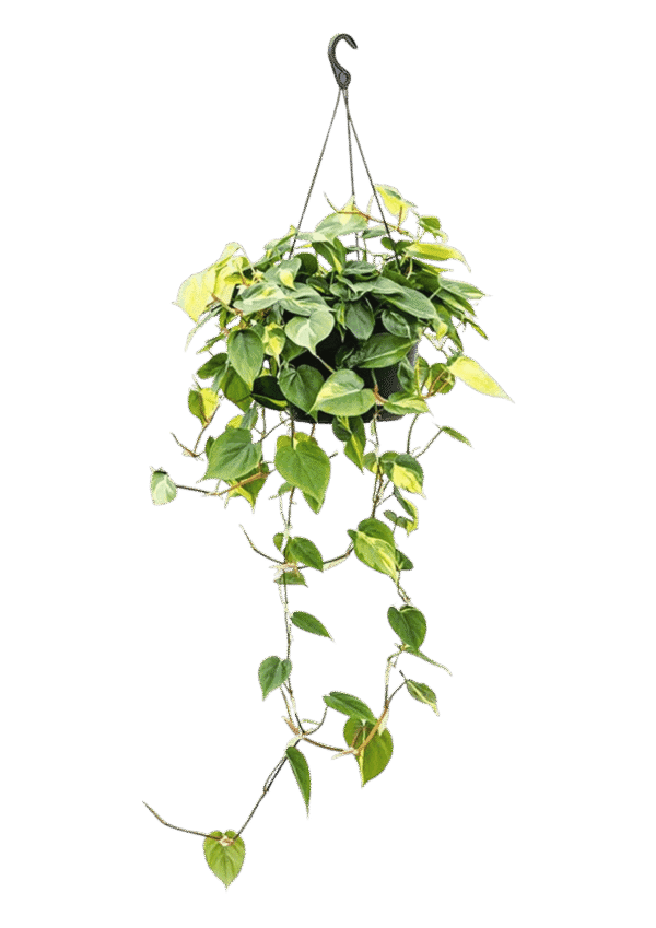 Canasta de Pothos Brasil