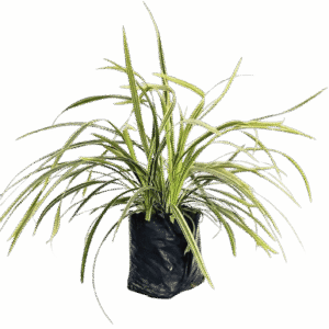 Liriope Variegado