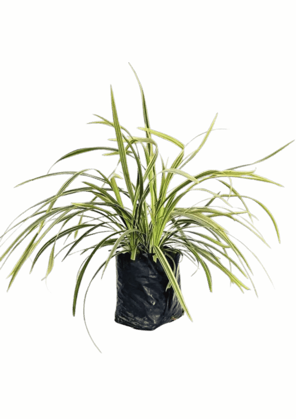 Liriope Variegado