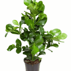 Clusia Rosea