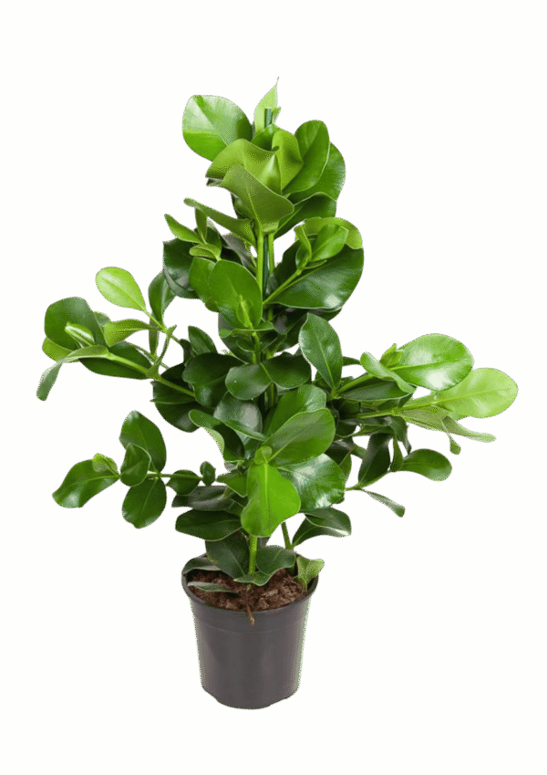 Clusia Rosea