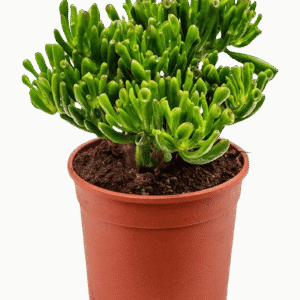 Crassula Ovata Hobbit