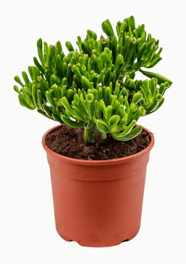 Crassula Ovata Hobbit