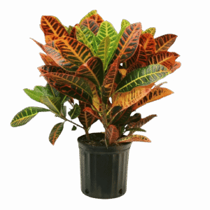 Croton Petra