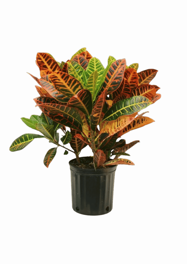Croton Petra