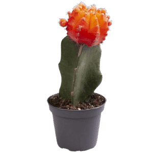 Cactus Luna