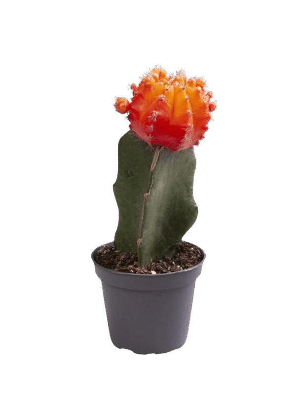 Cactus Luna