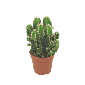 Cereus Peruvianus 'Paolina'