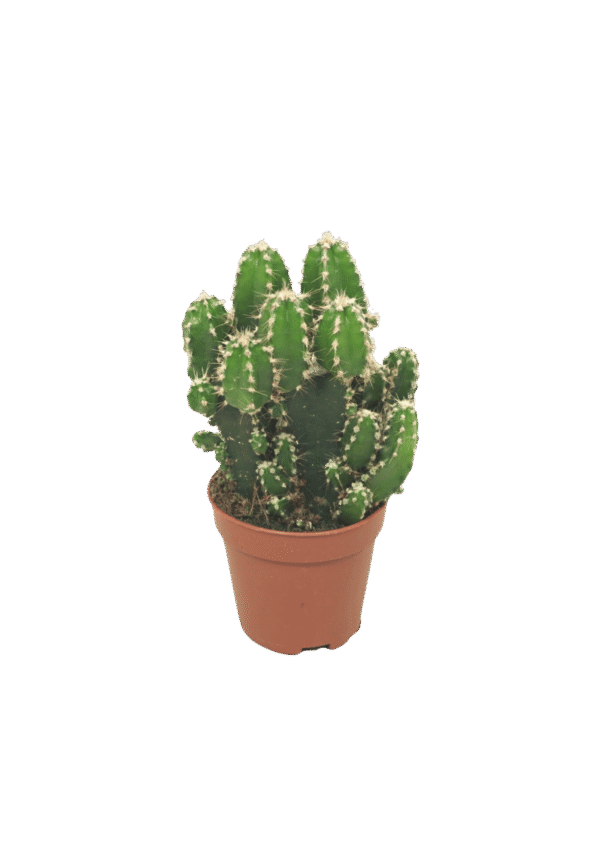 Cereus Peruvianus 'Paolina'