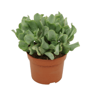 Crassula arborescens