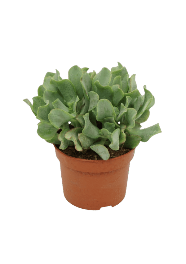 Crassula arborescens
