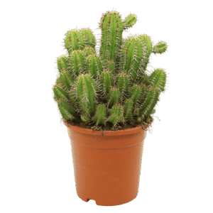 Euphorbia Fruticosa 'Inermis'